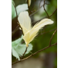 FEATHER DECOR – závěsné peří v přírodních barvách pro dekorativní účely
